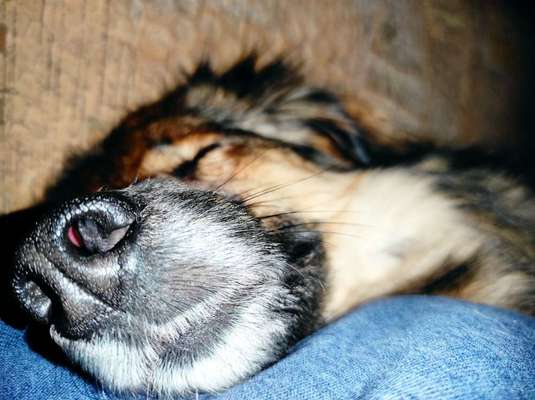 Zeigt her eure Hundenasen-Beitrag-Bild