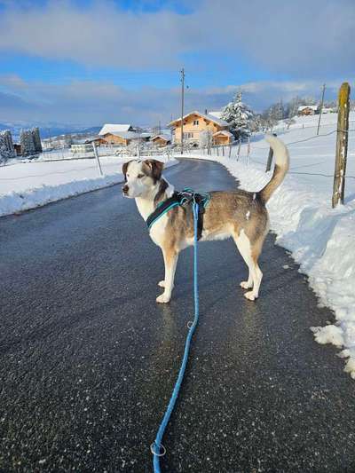 Hundetreffen-Spazieren in gams-Bild