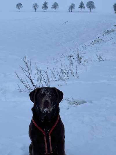 Dogorama Photo Challenge - Es wird nochmal kalt!-Beitrag-Bild