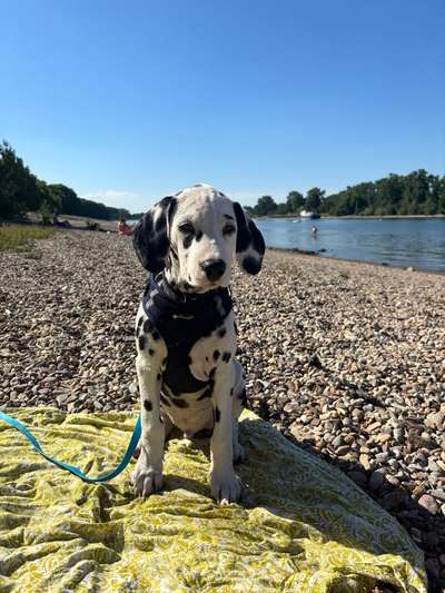 Hundetreffen-Welpenspielstunde und -runde-Bild