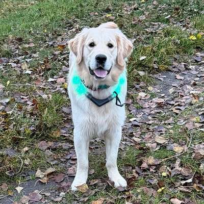 Hundetreffen-Junghunde treffen-Bild