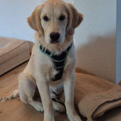 Hundetreffen-Welpentreffen-Bild
