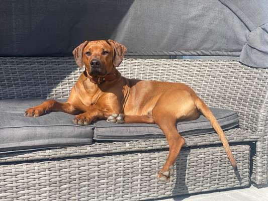 Rhodesian Ridgeback-Beitrag-Bild