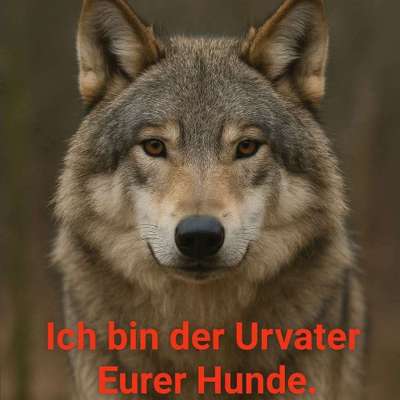 Titelbild Gruppe Der Wolf 🐺🐾Wölfe