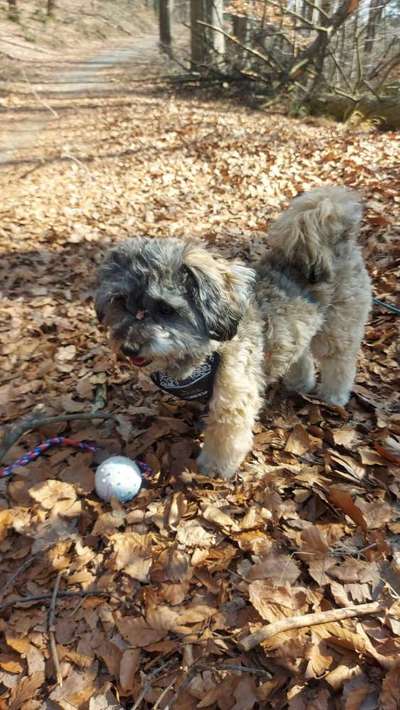 Zeigt her eure Junghunde :)-Beitrag-Bild