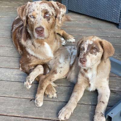 Aussiedors oder Leopard Labrador Gruppe-Beitrag-Bild