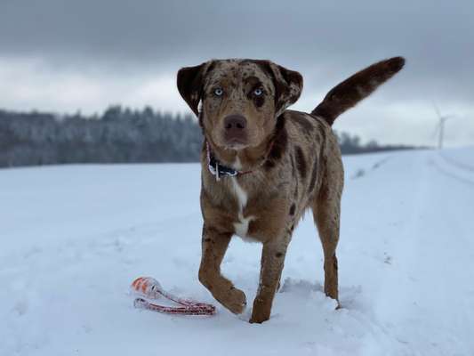 Die Dogorama Kalender Challenge Teil 2/4-Beitrag-Bild