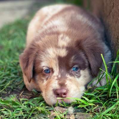 Die Dogorama Kalender Challenge Titelbild-Beitrag-Bild