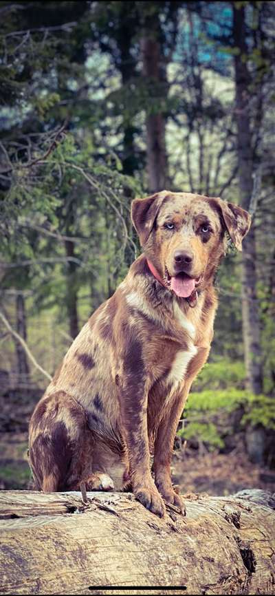 Aussiedors oder Leopard Labrador Gruppe-Beitrag-Bild