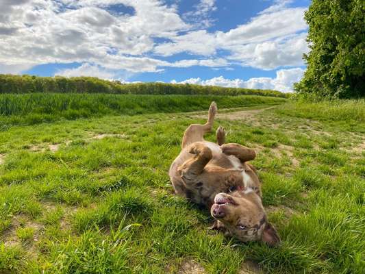 Die Dogorama Kalender Challenge 4/4-Beitrag-Bild