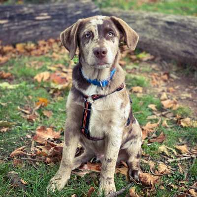 Aussiedors oder Leopard Labrador Gruppe-Beitrag-Bild