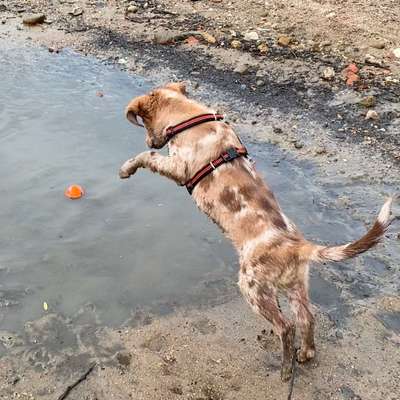 Die Dogorama Wochen Challenge-Beitrag-Bild