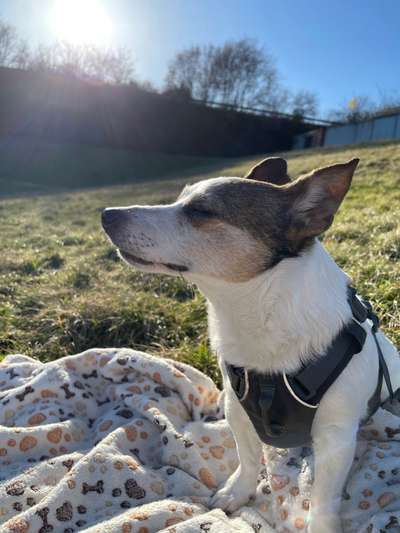Challenge 23 : "  Euer Hund beim Frühlingserwachen "-Beitrag-Bild