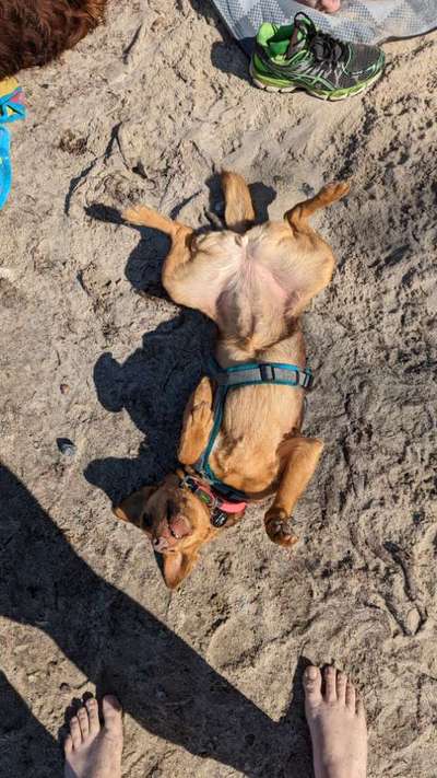 Dogorama Photo Challenge - Zeigt her eure Bäuche-Beitrag-Bild