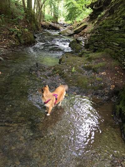 Hundetreffen-Gassi und Spielrunde-Bild