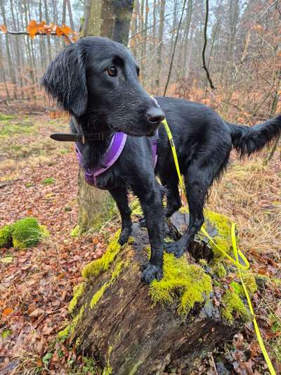 Hundetreffen-Gassi /Spiel und ggf. Training-Bild