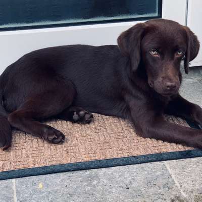 Hundetreffen-Welpentreffen-Bild
