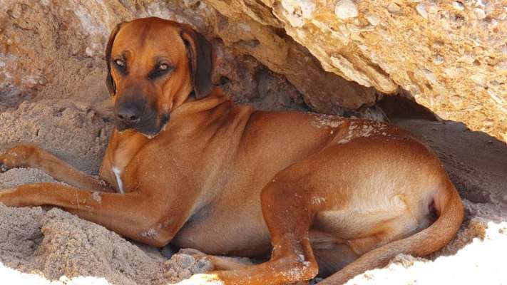 Hunde im Urlaub-Beitrag-Bild