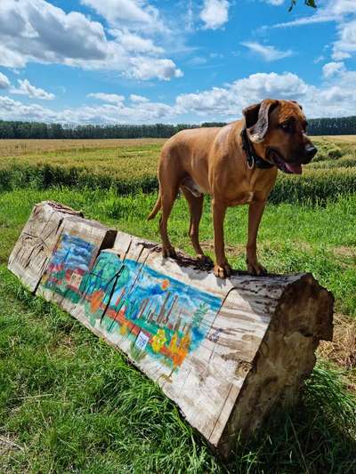 Rhodesian Ridgeback-Beitrag-Bild