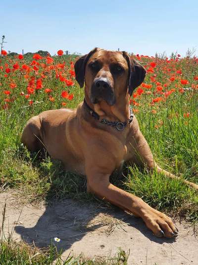 Rhodesian Ridgeback-Beitrag-Bild