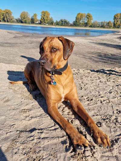 Rhodesian Ridgeback-Beitrag-Bild