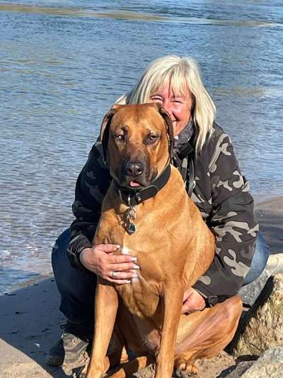 Rhodesian Ridgeback-Beitrag-Bild
