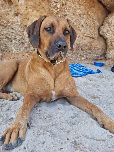 Rhodesian Ridgeback-Beitrag-Bild