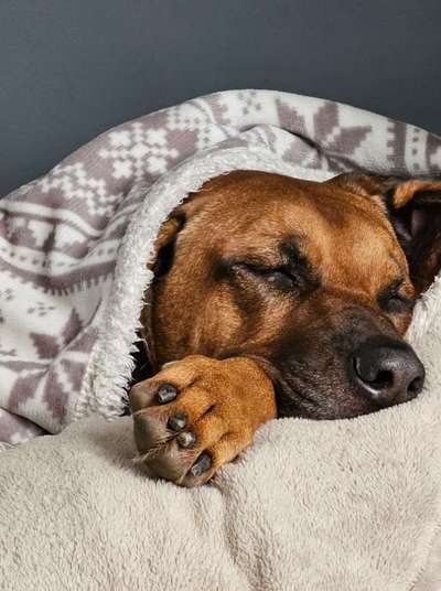 Rhodesian Ridgeback-Beitrag-Bild