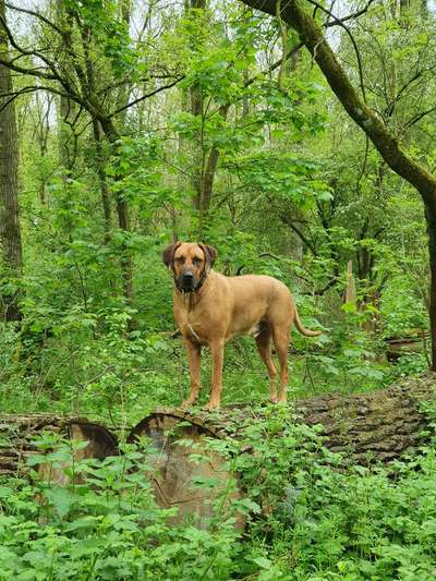 Hundetreffen-Rohdesian Ridgeback  treffen-Bild