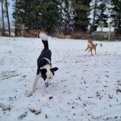 Hundetreffen-Gassirunde im Erzgebirgskreis-Bild