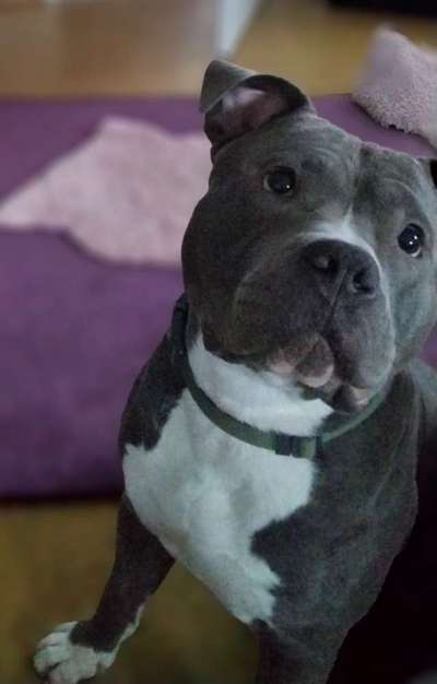 eure Spitznamen für die Vierbeiner-Beitrag-Bild