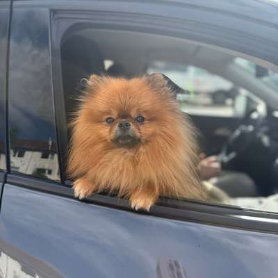 Hundetreffen-Gassi und spiel Freund gesucht 🐶-Bild