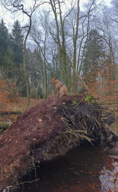 Hundetreffen-Gemeinsame  Gassi runden-Bild