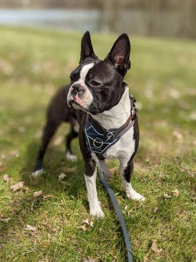 Wo sind hier die Boston Terrier?-Beitrag-Bild