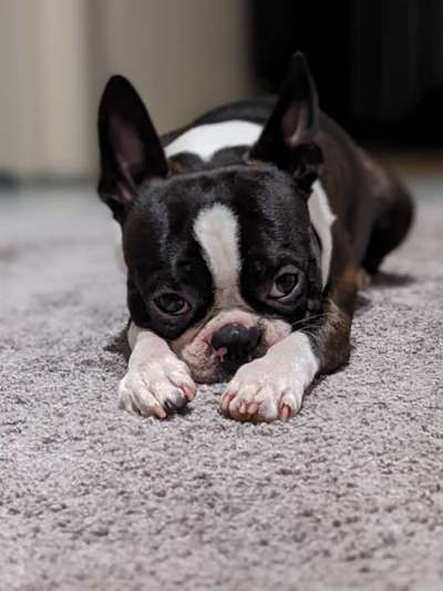 Boston Terrier Liebhaber❤️-Beitrag-Bild