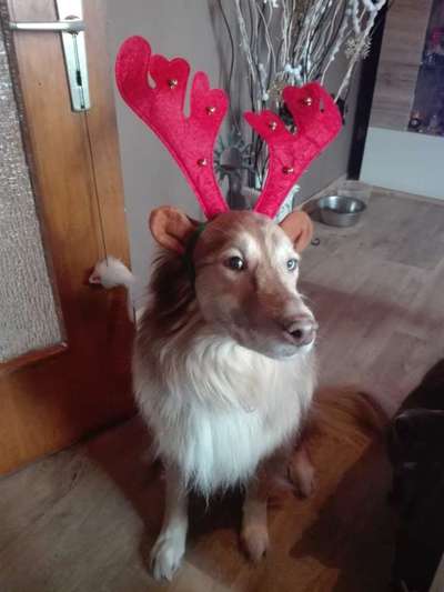 Die besten Hundeblicke 🐾❤️-Beitrag-Bild