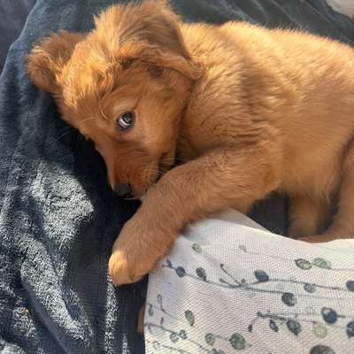 Hundetreffen-Welpentreffen Dezember 25-Bild