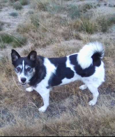 Dein Hund im Dogorama-Kalender 2021-Beitrag-Bild