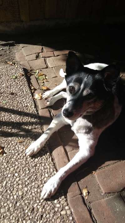 TierschutzhundeStammtisch🐕-Beitrag-Bild