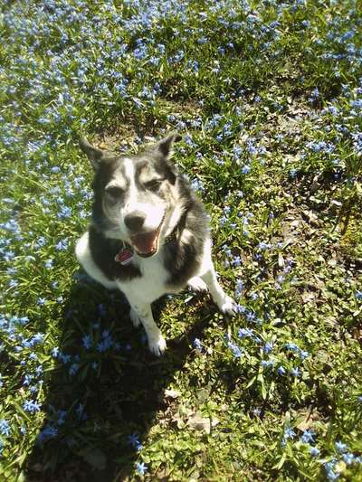 Dein Hund im Dogorama-Kalender 2021-Beitrag-Bild