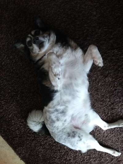 Die Dogorama Wochen Challenge-Beitrag-Bild