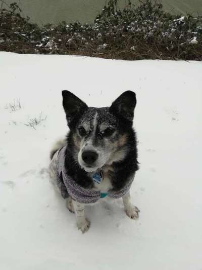 Fotochallenge 61 ~ Schnee-Beitrag-Bild