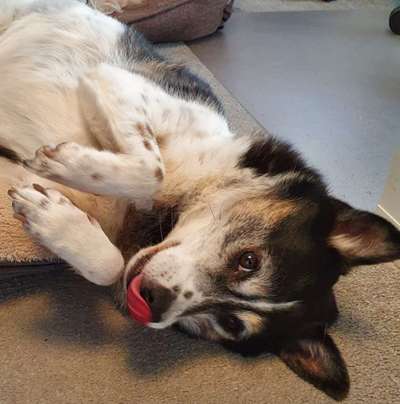 Tongue Out Tuesday-Beitrag-Bild