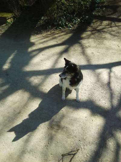 Dein Hund im Dogorama-Kalender 2021-Beitrag-Bild