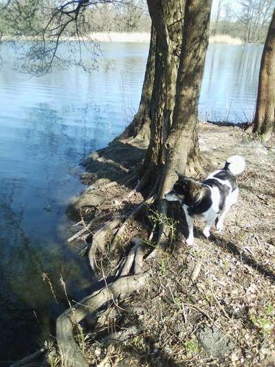 Dein Hund im Dogorama-Kalender 2021-Beitrag-Bild