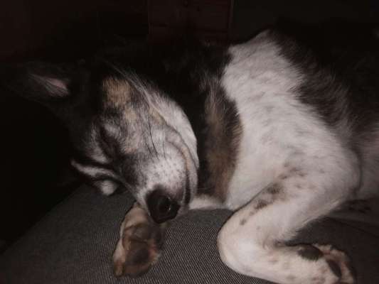 Dein Hund im Dogorama-Kalender 2021-Beitrag-Bild