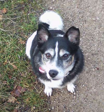 Dein Hund im Dogorama-Kalender 2021-Beitrag-Bild