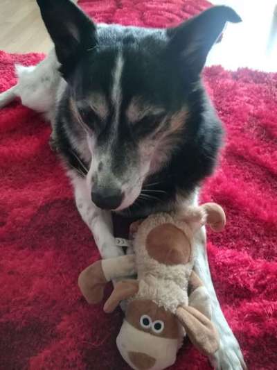 Tierschutzvereine-Beitrag-Bild