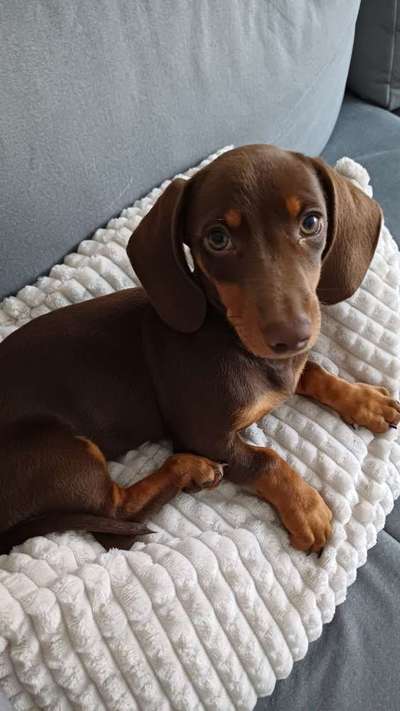 Hundetreffen-Spielfreunde gesucht🐾-Bild