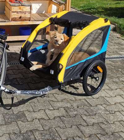 Empfehlungen für Fahrradanhänger-Beitrag-Bild